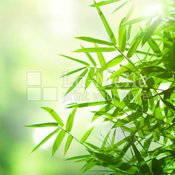 bamboo leaves background
