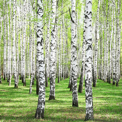 First spring greens in birch grove