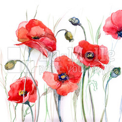 poppy