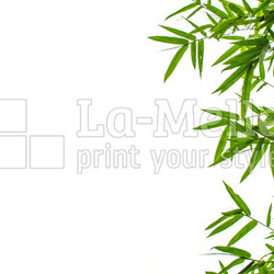 Bamboo Leaf
