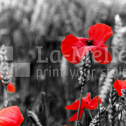 Poppy - For Remembrance Day