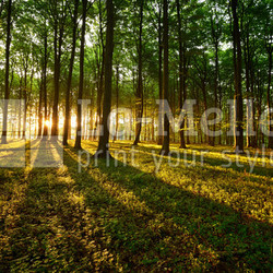 Rays of light