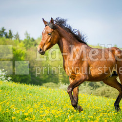 Stolzer Araber
