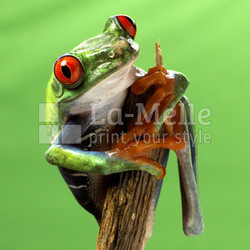 red eyed treefrog macro isolated exotic frog curious animal brig