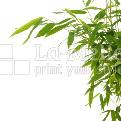 bamboo