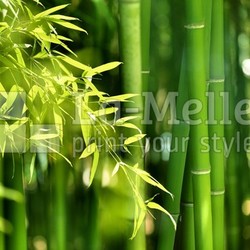 Bamboo forest