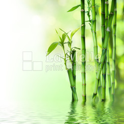 bamboo stalks on water