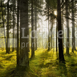 Herbstwald