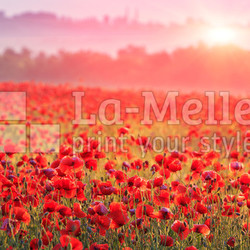 red poppy field in morning mist