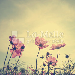 Vintage Cosmos flowers in sunset time