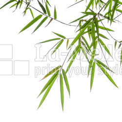 bamboo leaves isolated on white background