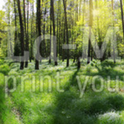 poranna leśna panorama