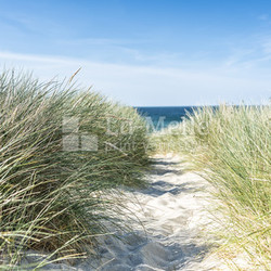 Dune with beach grass close-up