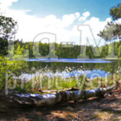 Leśna panorama nad brzegiem jeziora