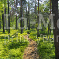 Panoramiczny obraz nad brzegiem jeziora