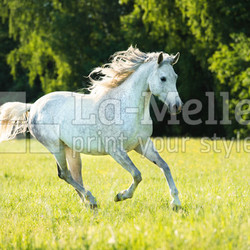 White Arabian horse runs gallop in the sunset light