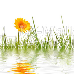 Gras