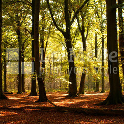 hellen herbstlichen wald