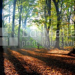 sonnenstrahlen strömen in einem herbstlichen wald