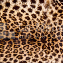 Real Leopard Skin.