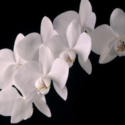 orchid