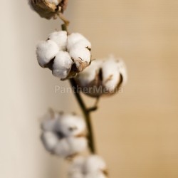 cotton