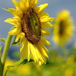 Sonnenblume im Doppel...