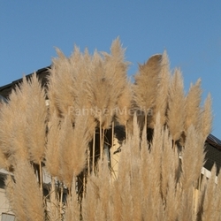 ornamental grass