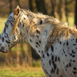 horse