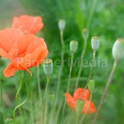 poppy