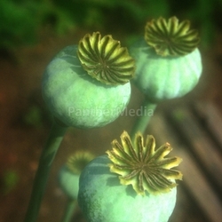 Mohn