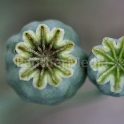 Doppelmohn