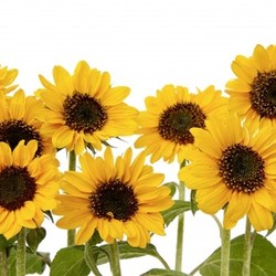 sunflowers