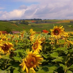 Sonnenblumenfeld 3