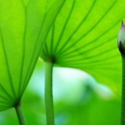 The blossom of lotus and leaves
