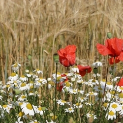 a bett im kornfeld