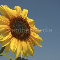 Sonnenblume