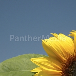 Sonnenblume2