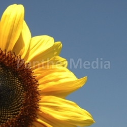 Sonnenblume3