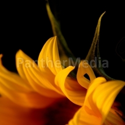 Sonnenblume