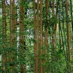 bamboo forest