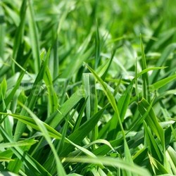 grass