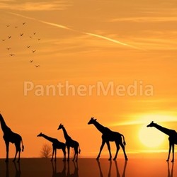 giraffes