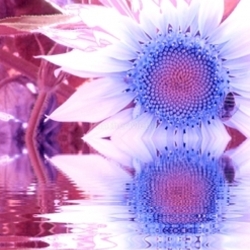 sonnenblume in pink