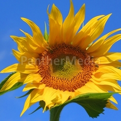 Sonnenblumenfeld 4