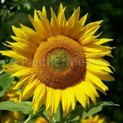 Helianthus annuus