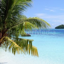 caribbean dreams i