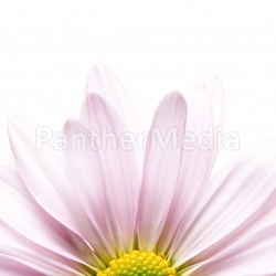 flower daisy macro