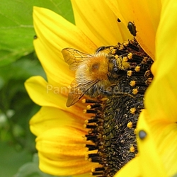 bumblebee engulf plant necktar green pollen gardens