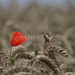 Mohn im Weizenfeld